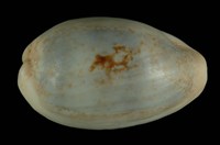 藏品(愛龍寶螺)的圖片